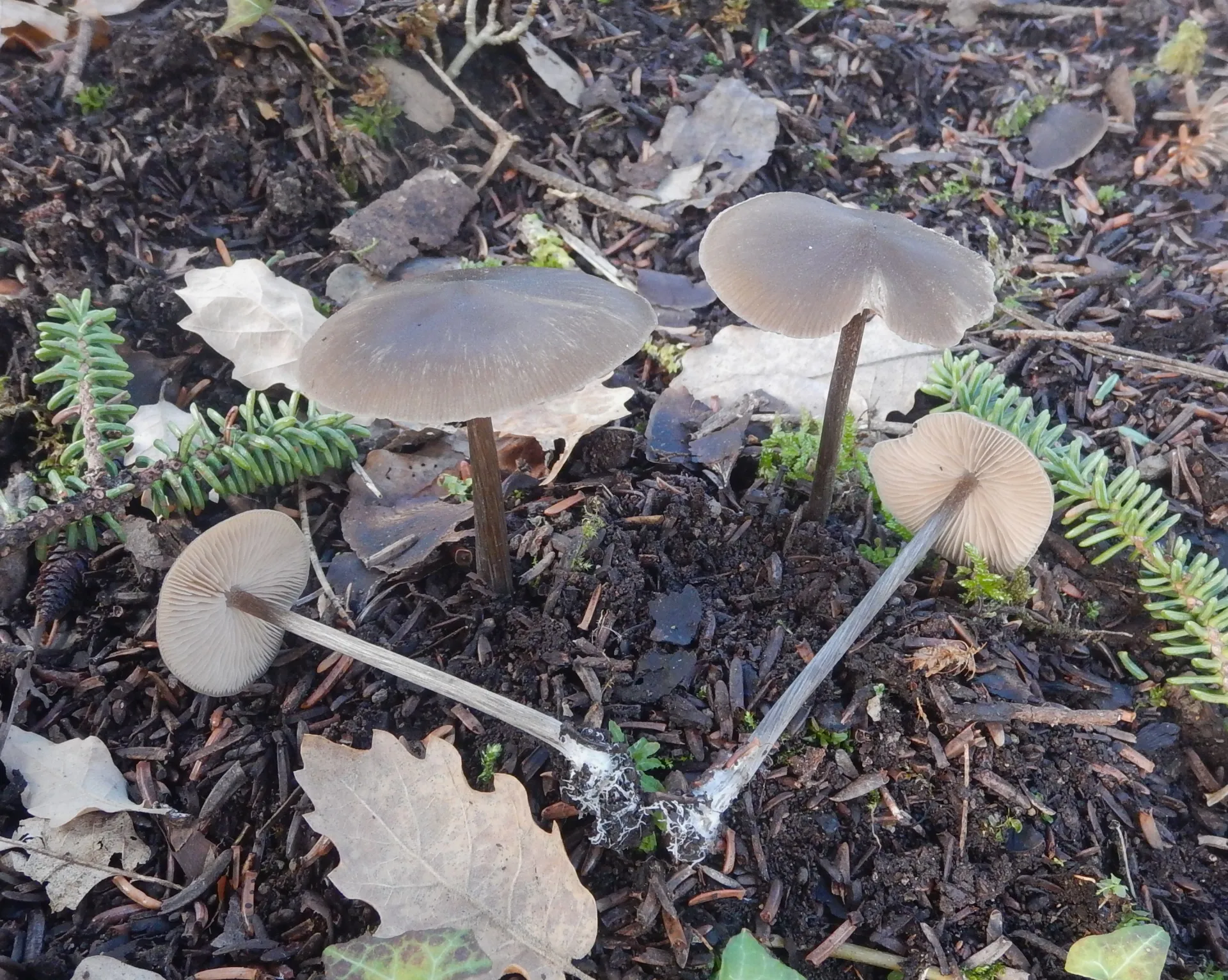 Entoloma hebes, 25-12-29